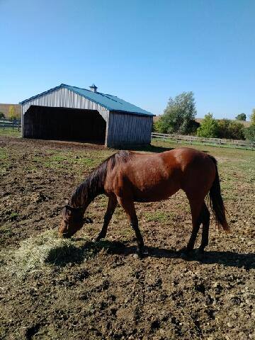 Each Paddock Has A Shelter