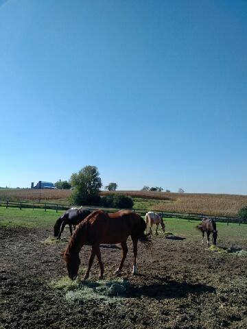 Boarding Stables