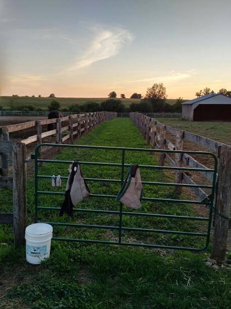 Multiple Chutes to Introduce Horses To Fields